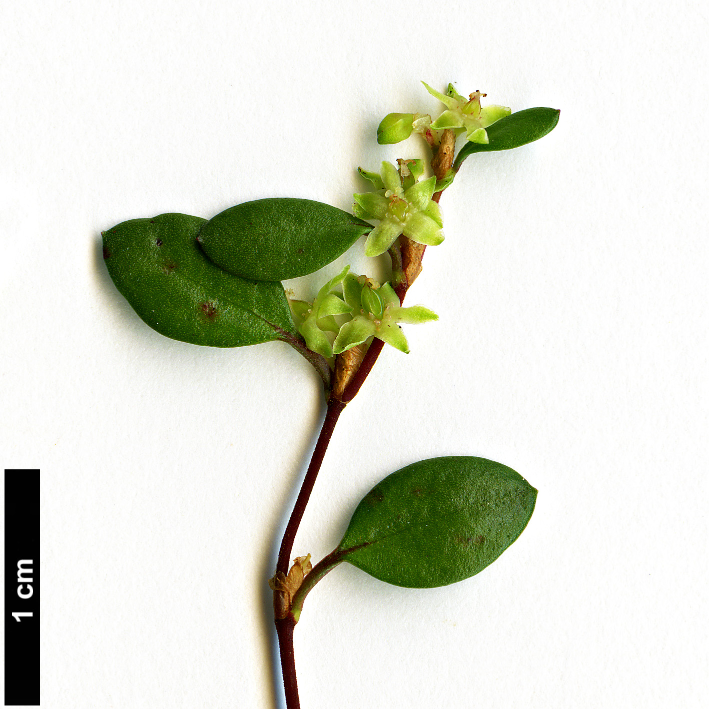 High resolution image: Family: Polygonaceae - Genus: Muehlenbeckia - Taxon: axillaris
